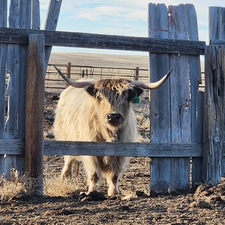 11M Ranch — pasture-raised beef in Grover, CO
