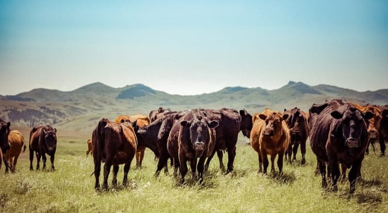 24 West Ranch — pasture-raised beef in Star, ID