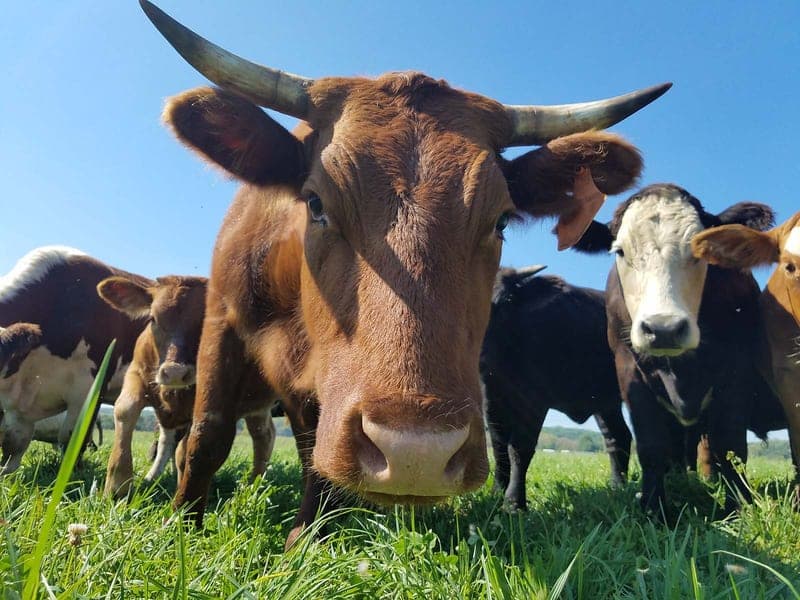 All Grass Farms — pasture-raised beef in Elkhorn, WI