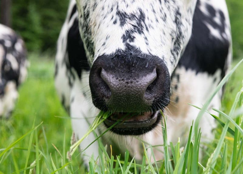 Apple Creek Farm — pasture-raised beef in Bowdoinham, ME