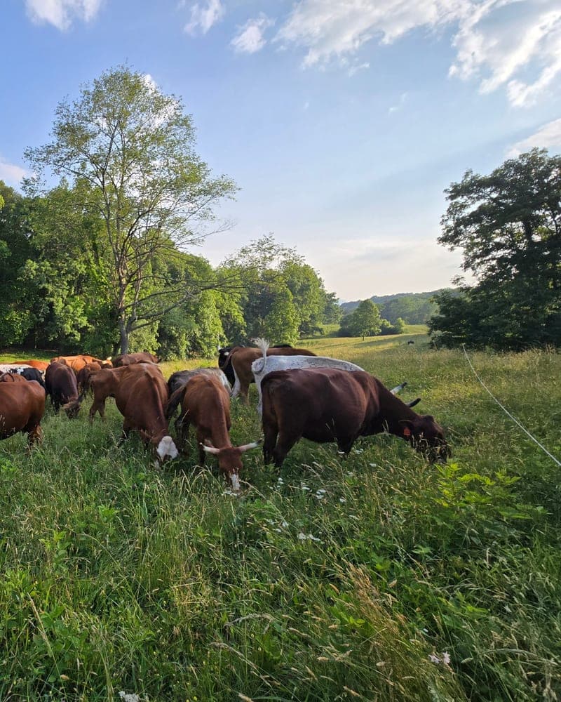 Ararat Farm — pasture-raised beef in Jonesville, VA