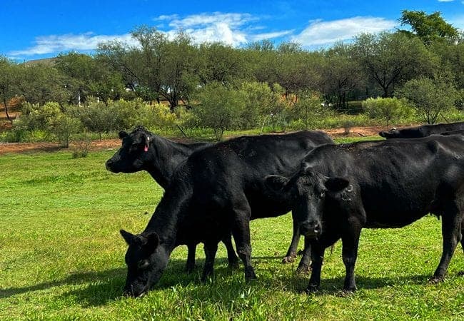 AZ Grass Raised Beef Company — pasture-raised beef in Scottsdale, AZ