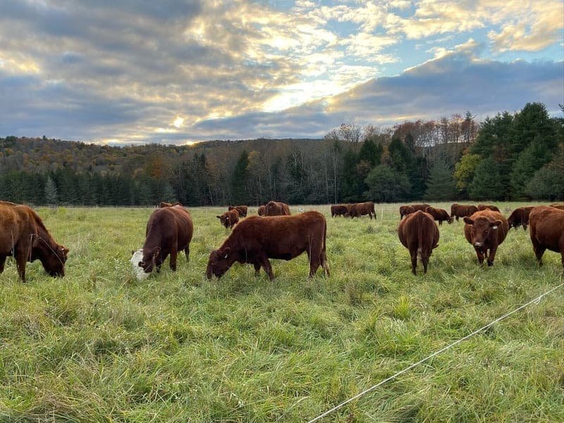 Back Achers Farm — pasture-raised beef in Rome, PA