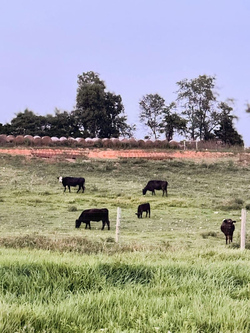 Back Creek Beef — pasture-raised beef in Hedgesville, WV