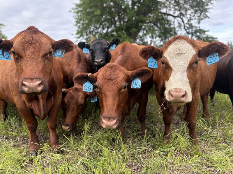 Back To Nature Farms — pasture-raised beef in Fremont, NE