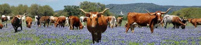 Bandera Grassland — pasture-raised beef in Tarpley, TX