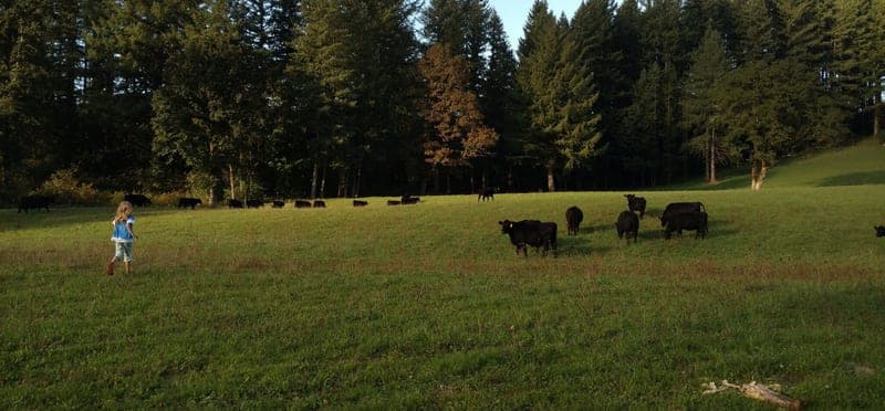 Basket Flat Ranch — pasture-raised beef in Battle Ground, WA