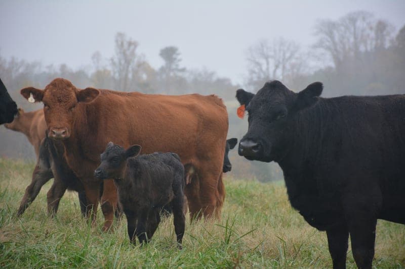 Beam Family Farm — pasture-raised beef in Lawndale, NC