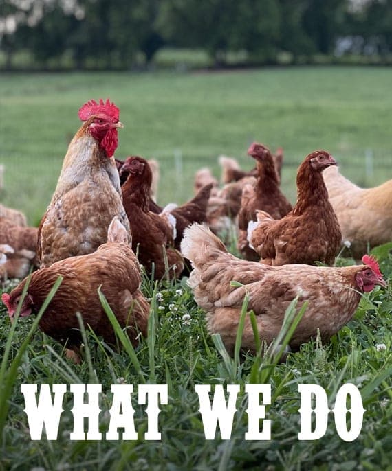 Bendy Brook Farm — pasture-raised beef in Oley, PA