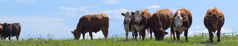 Berger's Green Vista Farm — pasture-raised beef in Wooster, OH