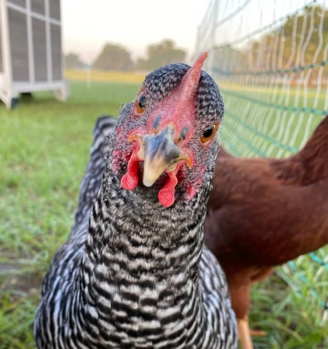 Bernal Homestead — pasture-raised beef in Live Oak, FL