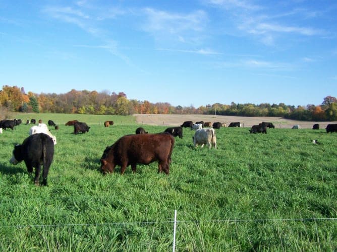 Berry Family Farm — pasture-raised beef in Pleasantville, OH