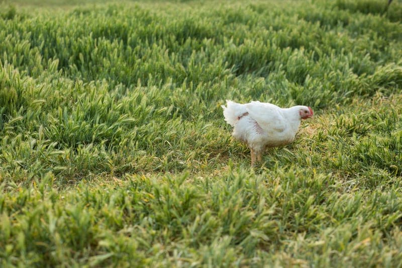 Big Bluff Ranch — pasture-raised beef in Red Bluff, CA