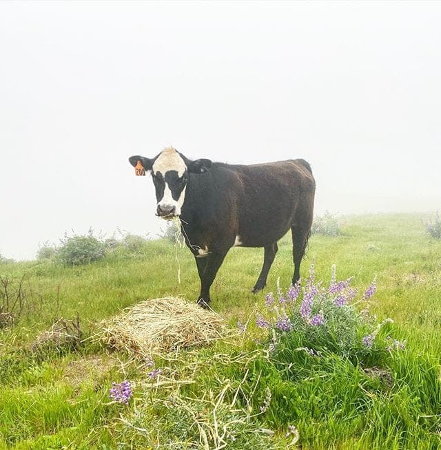 Big Sur Bovine — pasture-raised beef in Monterey, CA