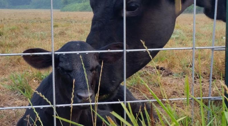 Big Willow Beef — pasture-raised beef in Dupont, WA
