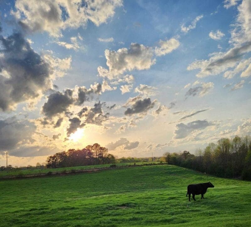 Blended Pastures Farmstead — pasture-raised beef in Woodland, AL
