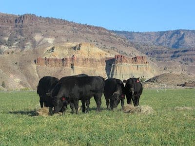 Blue Basin Beef — pasture-raised beef in Kimberly, OR