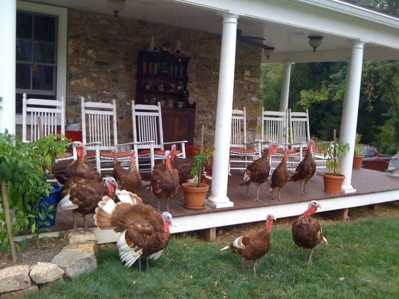 Blue Moon Farm — pasture-raised beef in Bloomsbury, NJ