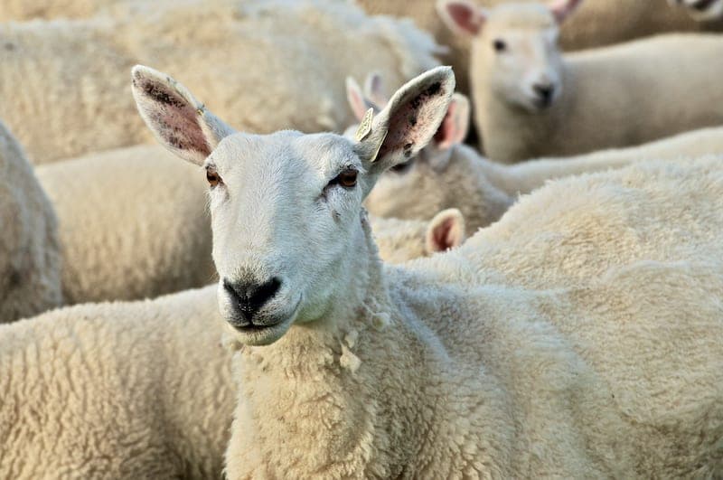 Blue Rooster Farm — pasture-raised beef in East Waterford, PA