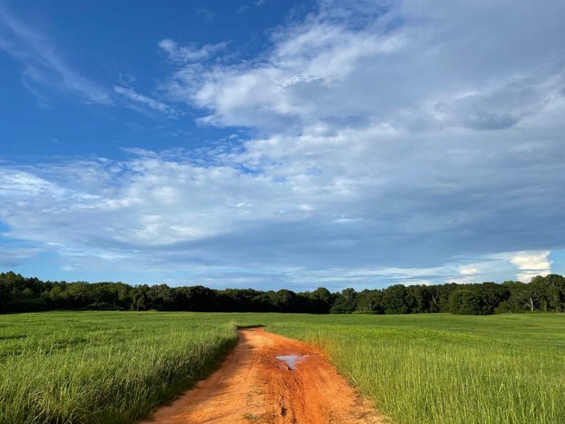 Blue Sky Agriculture — pasture-raised beef in Ellaville, GA