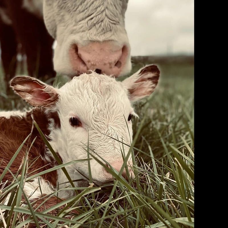 Bluegrass Land & Cattle — pasture-raised beef in Lancaster, KY