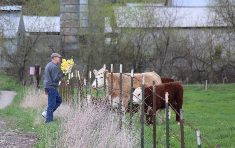 Bob's Beef — pasture-raised beef in Monroe, WA