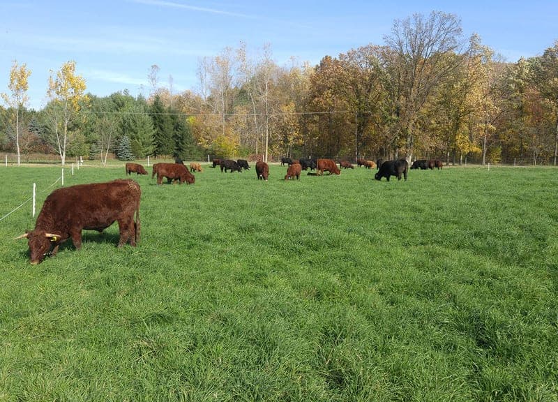 BP Farms LLC — pasture-raised beef in Dundee, MI