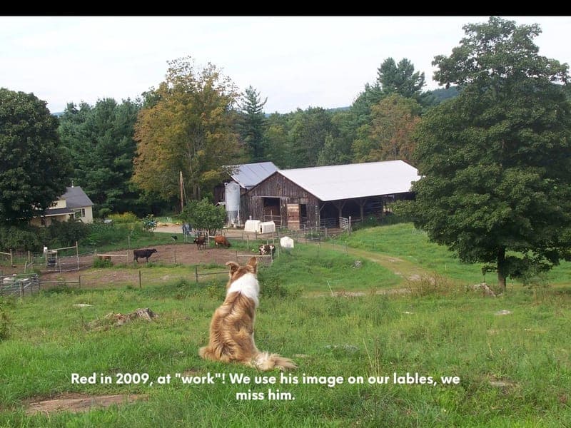 Brookfield Farm — pasture-raised beef in Walpole, NH