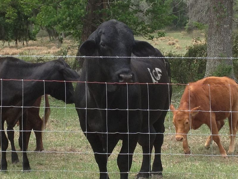 Brooksville Grass Fed Beef — pasture-raised beef in Brooksville, FL