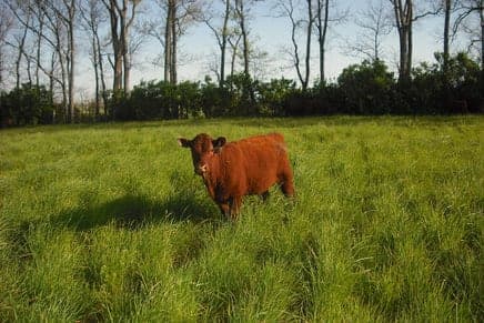 Brookview Farm — pasture-raised beef in Winchester, KY