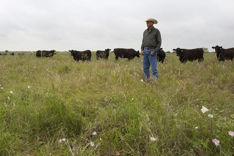 Burgundy Pasture Beef — pasture-raised beef in Grandview, TX