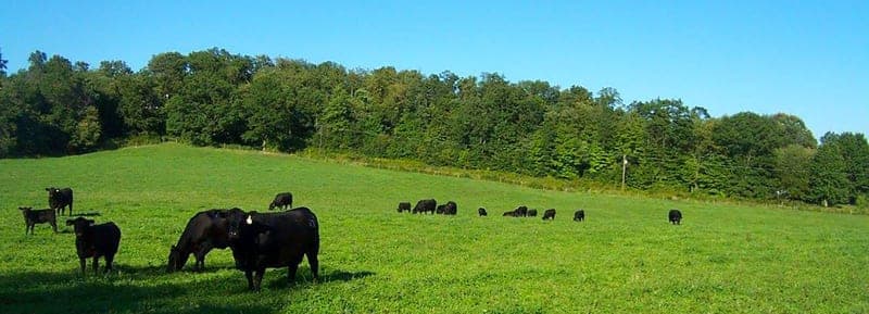 Burns Sheep & Cattle Co — pasture-raised beef in New Wilmington, PA