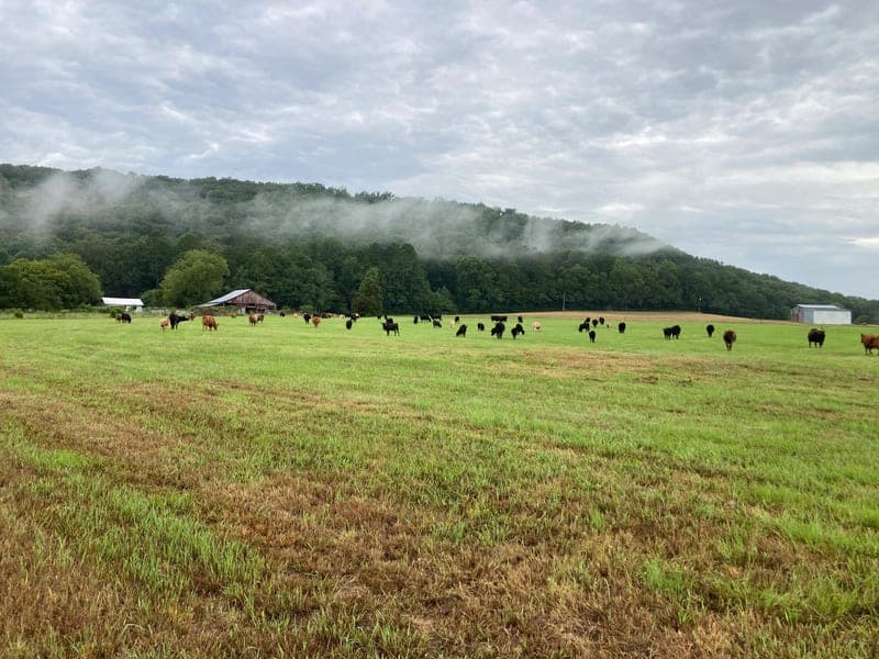 Burton Point Farms — pasture-raised beef in Grant, AL