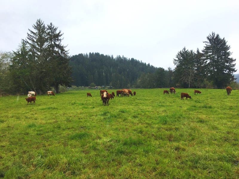 Butler Creek Farm Grass-fed Beef — pasture-raised beef in Eugene, OR