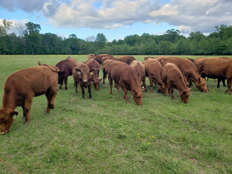 Butterfield Farm — pasture-raised beef in Pollock, LA