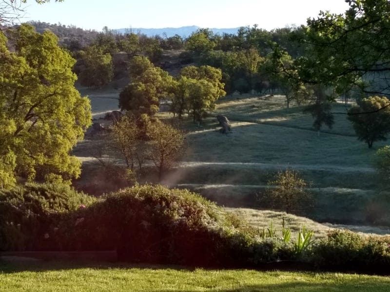 Canyon Creek Grass-Fed Beef — pasture-raised beef in Raymond, CA