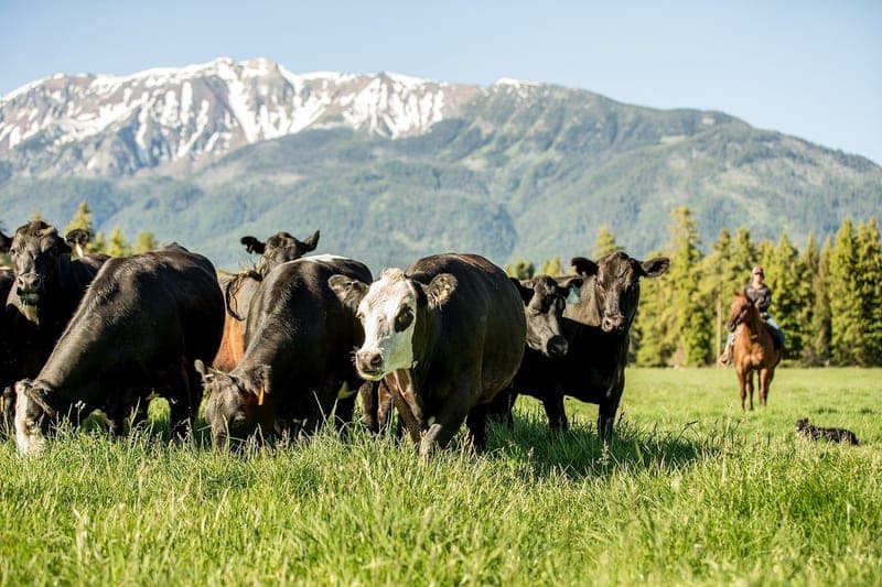 Carman Ranch — pasture-raised beef in Wallowa, OR