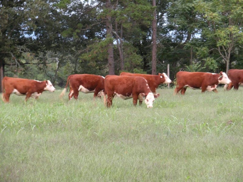 Carolina Grassfed Beef & Free-Range Eggs — pasture-raised beef in NC