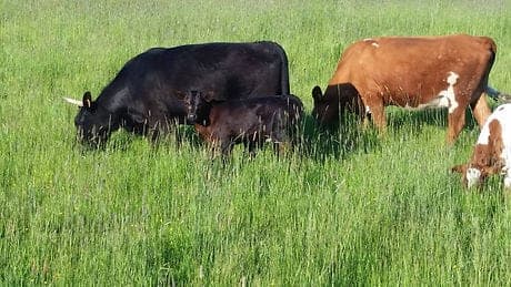 Carpenter's Corner — pasture-raised beef in Canby, OR