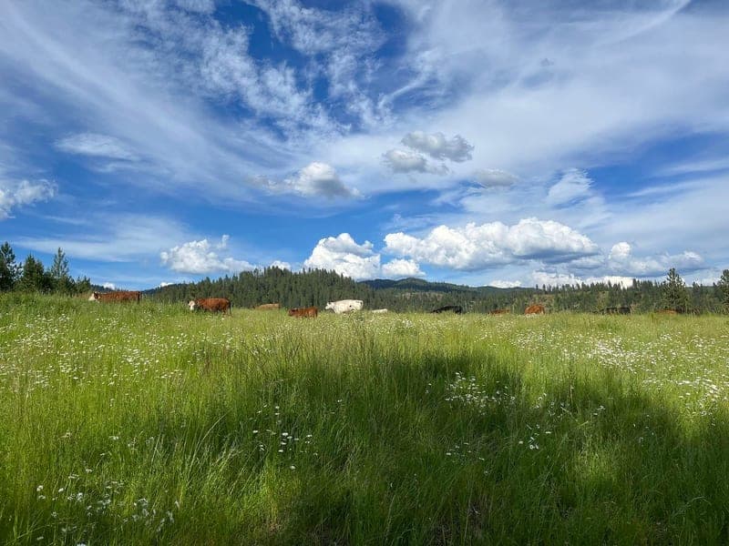 CDA River Ranch — pasture-raised beef in Kingston, ID
