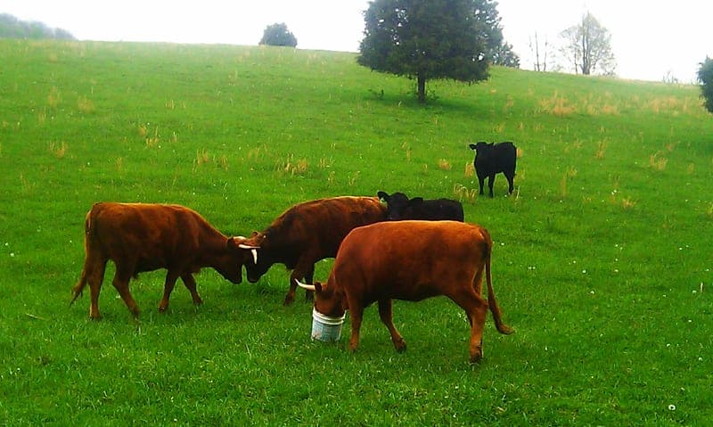 Cedar Dawn Farm — pasture-raised beef in Sinks Grove, WV