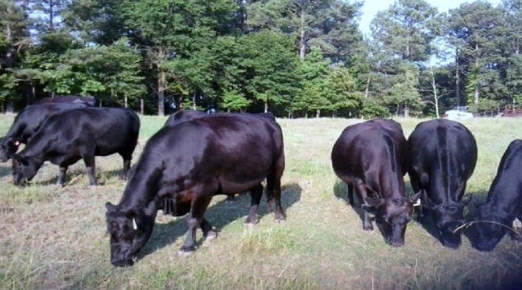 Chaguanas Ranch — pasture-raised beef in Palmetto, GA