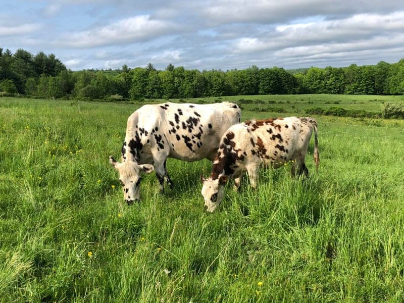Chase Hill Farm — pasture-raised beef in Warwick, MA