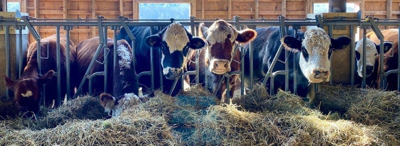 Chestnut Farms — pasture-raised beef in Hardwick, MA