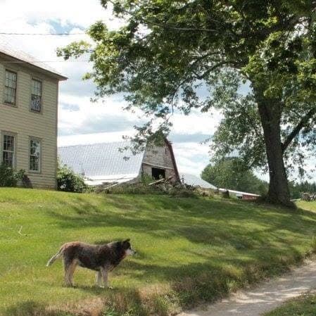 Chicoine Family Farm — pasture-raised beef in Easthampton, MA
