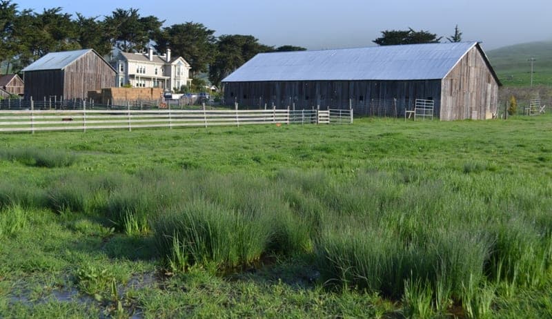 Chileno Valley Natural Beef — pasture-raised beef in Petaluma, CA