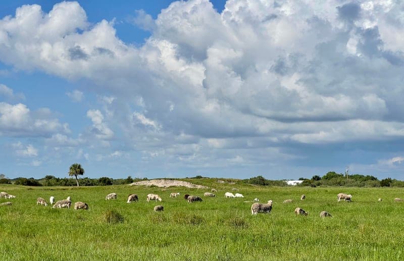 Circle C Farm — pasture-raised beef in Bonita Springs, FL