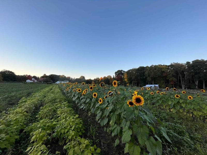 Clark Organic Farm — pasture-raised beef in Carlisle, MA