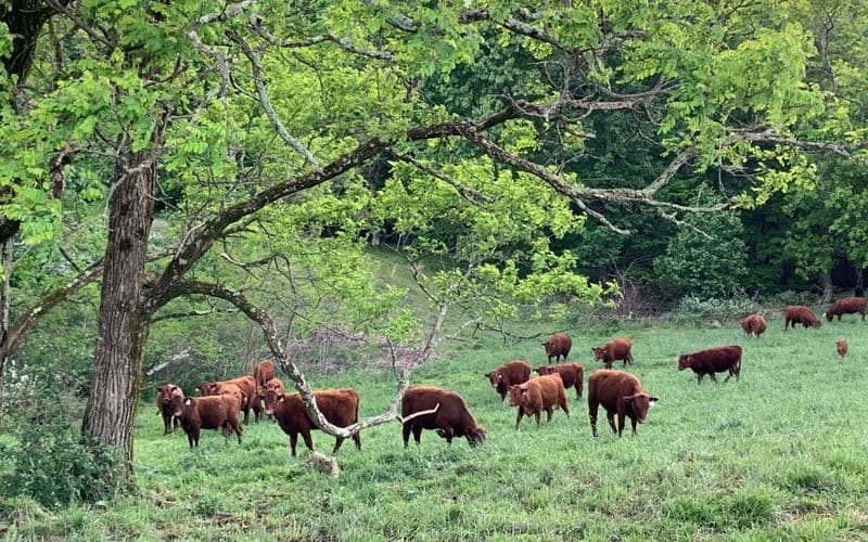 Cove Creek Farm — pasture-raised beef in Monteagle, TN