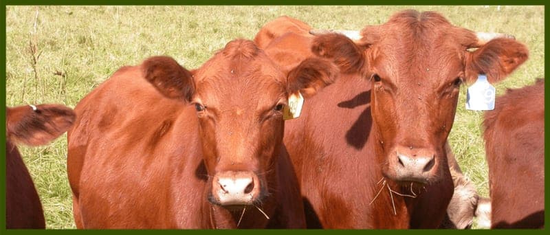 Covered-L Farm — pasture-raised beef in Centralia, MO